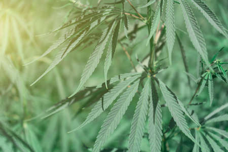 Large marijuana plantation, canabis bud, sunny dayの写真素材
