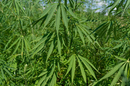 Large marijuana plantation, canabis bud, sunny dayの写真素材