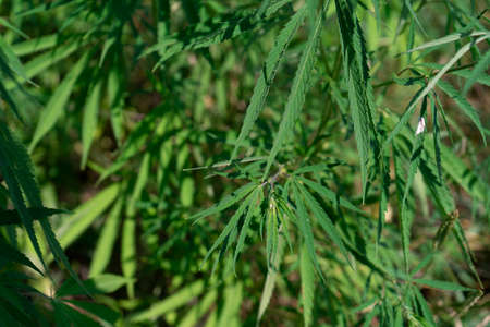 Large marijuana plantation, canabis bud, sunny dayの写真素材