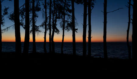 Silhouettes of trees at sunriseの写真素材