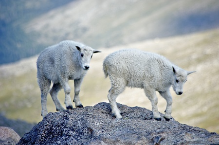 Mountain Goat Kidsの写真素材