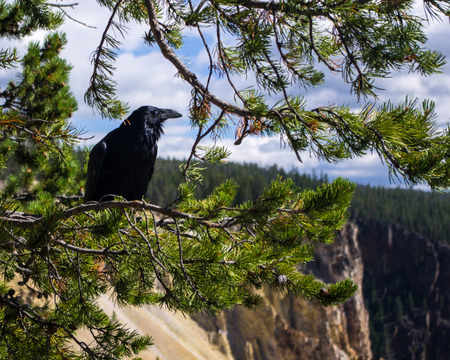 Raven Viewing the Skyの写真素材