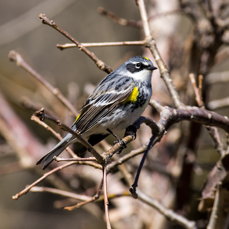 Yellow-Rumped Warbler
