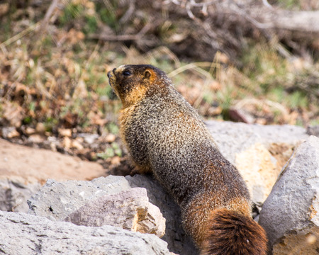 Woodchuckの写真素材