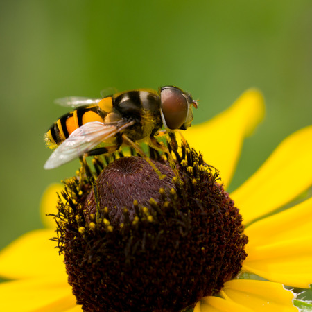 American Hover Flyの写真素材