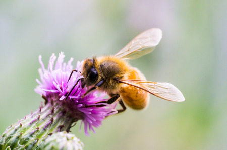 Honey Beeの写真素材