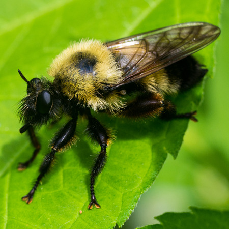 Bumble Beeの写真素材