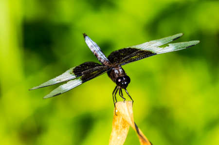 dragonfliyの写真素材