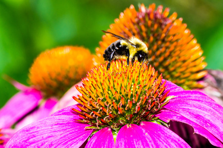 Bumble Bee on Purple Coneflowerの写真素材