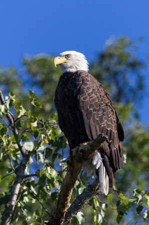 Bald Eagleの写真素材