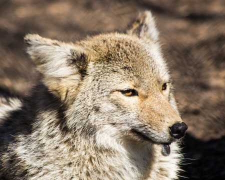 coyoteの写真素材