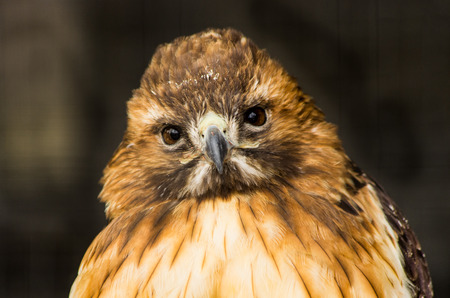 Red-Tailed Hawkの写真素材