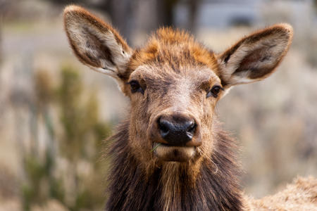 Elkの写真素材