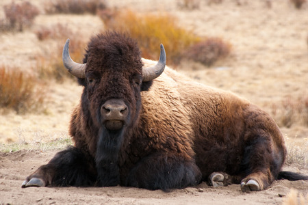 Lounging Bisonの写真素材