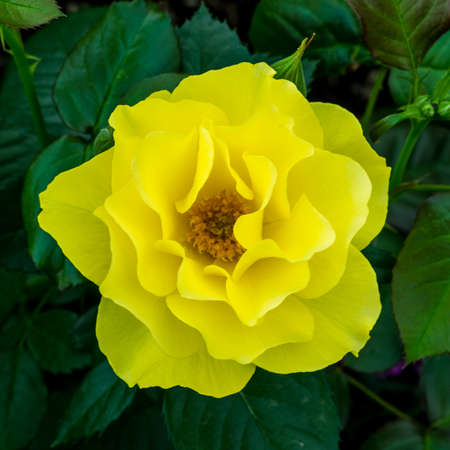Yellow Roseの写真素材