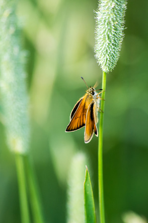Harvester Butterflyの写真素材