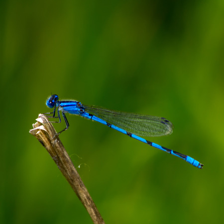 Familiar Bluet Damselflyの写真素材