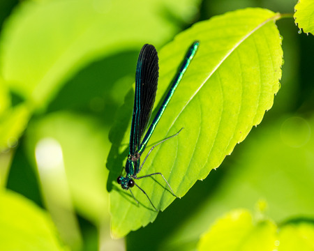 Ebony Jewelwing Damselflyの写真素材