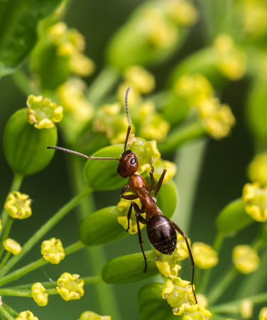 Red Ant on Flowersの写真素材
