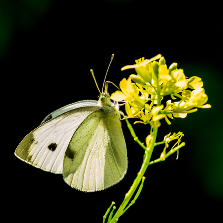 White Butterflyの写真素材