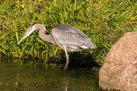 Great Blue Heronの写真素材