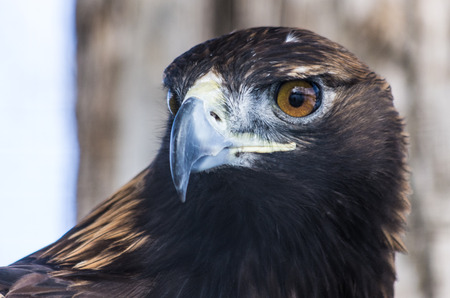 Golden Eagleの写真素材