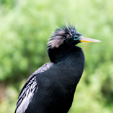 Anhingaの写真素材