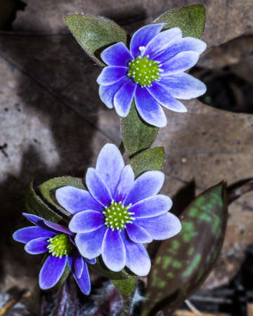 Carolina Anemone Flower