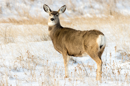 Mule deer doe in the winter in the Badlands National Park of South Dakota.の写真素材