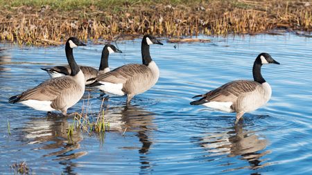 Four Canada Geese in a pond.の写真素材