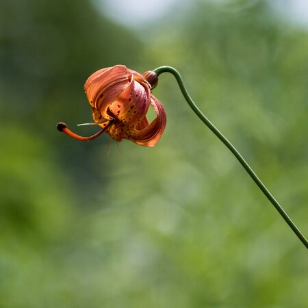 Michigan Lily Wildflowerの写真素材