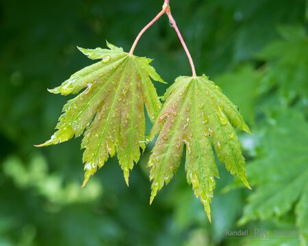 Raindrops reflect the light on a pair of maple leavesの写真素材