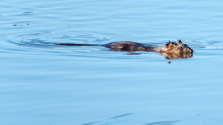 Muskrat Swims in a Pond