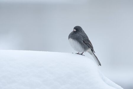 A Dark-eyed Junco Stands in the Snowの写真素材