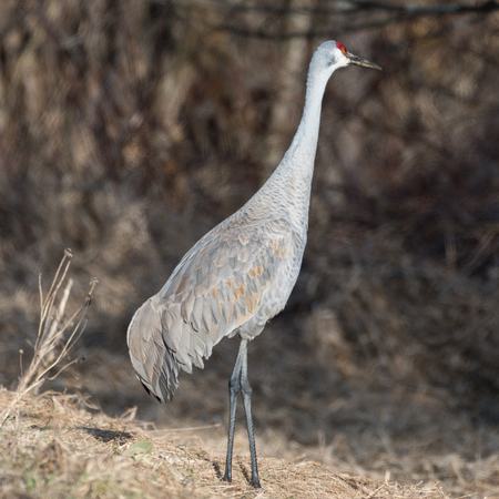 Sandhill Crane Walkingの写真素材