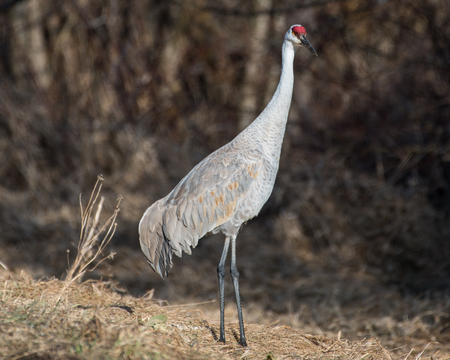 Sandhill Crane Walkingの写真素材
