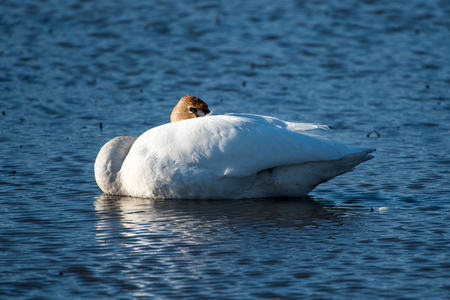 Trumpeter Swan in a Pondの写真素材