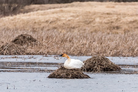 Trumpeter Swan Sits on a Nest in a Pondの写真素材