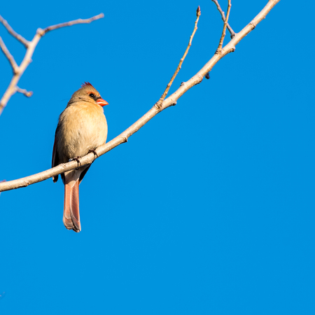 Female Northern Cardinal Perched in a Treeの写真素材