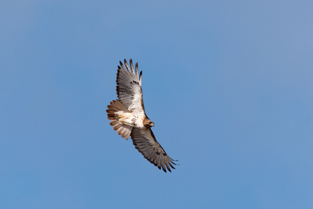 Red-tailed Hawk in Flightの写真素材