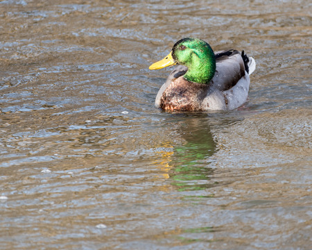 Drake Mallard Duck Swims in a Pondの写真素材