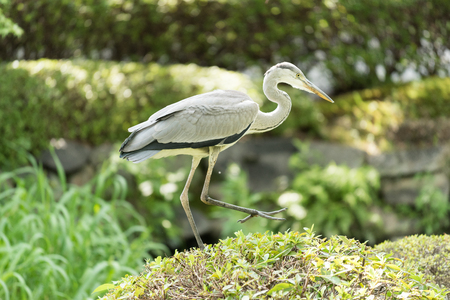 Grey Heron at Toji Temple in Kyoto, Japanの写真素材