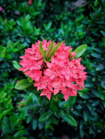 Flowersの写真素材