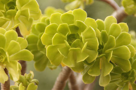 purple colored flowersの写真素材