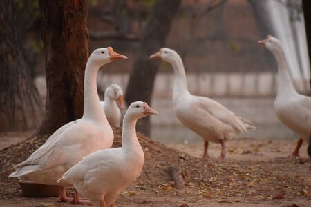 Bunch Of Ducks Inside Lodhi Garden In Delhi India During Morning Timeの写真素材