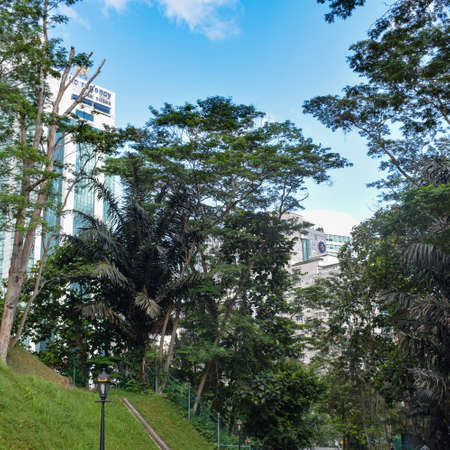 Big tree with branches and land with herbs, Big Trees in nature, scenic view of very big and tall...