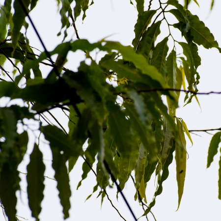 Green leaves background, green tree branch isolatedの写真素材
