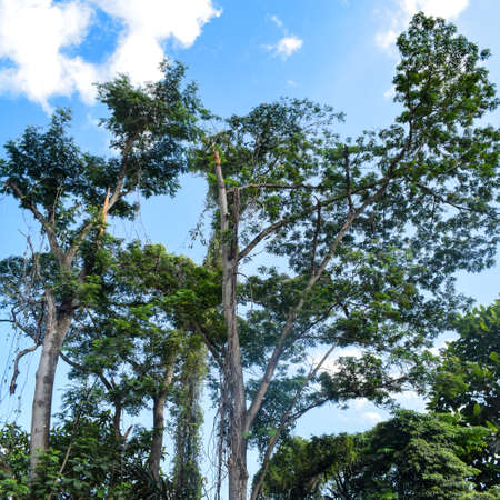 Big tree with branches and land with herbs, Big Trees in nature, scenic view of very big and tall tree in the forest in the morningの写真素材