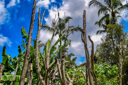 Big tree with branches and land with herbs, Big Trees in nature, scenic view of very big and tall...