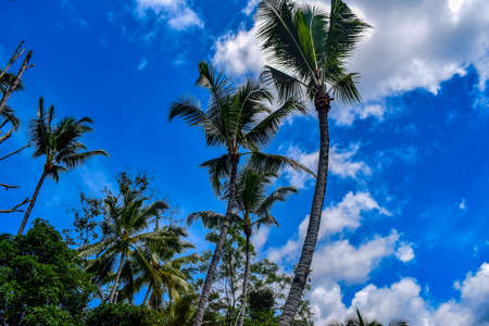 Big tree with branches and land with herbs, Big Trees in nature, scenic view of very big and tall tree in the forest in the morningの写真素材